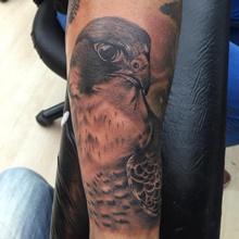 101 Best Falcon Tattoo Ideas You Have To See To Believe  Outsons